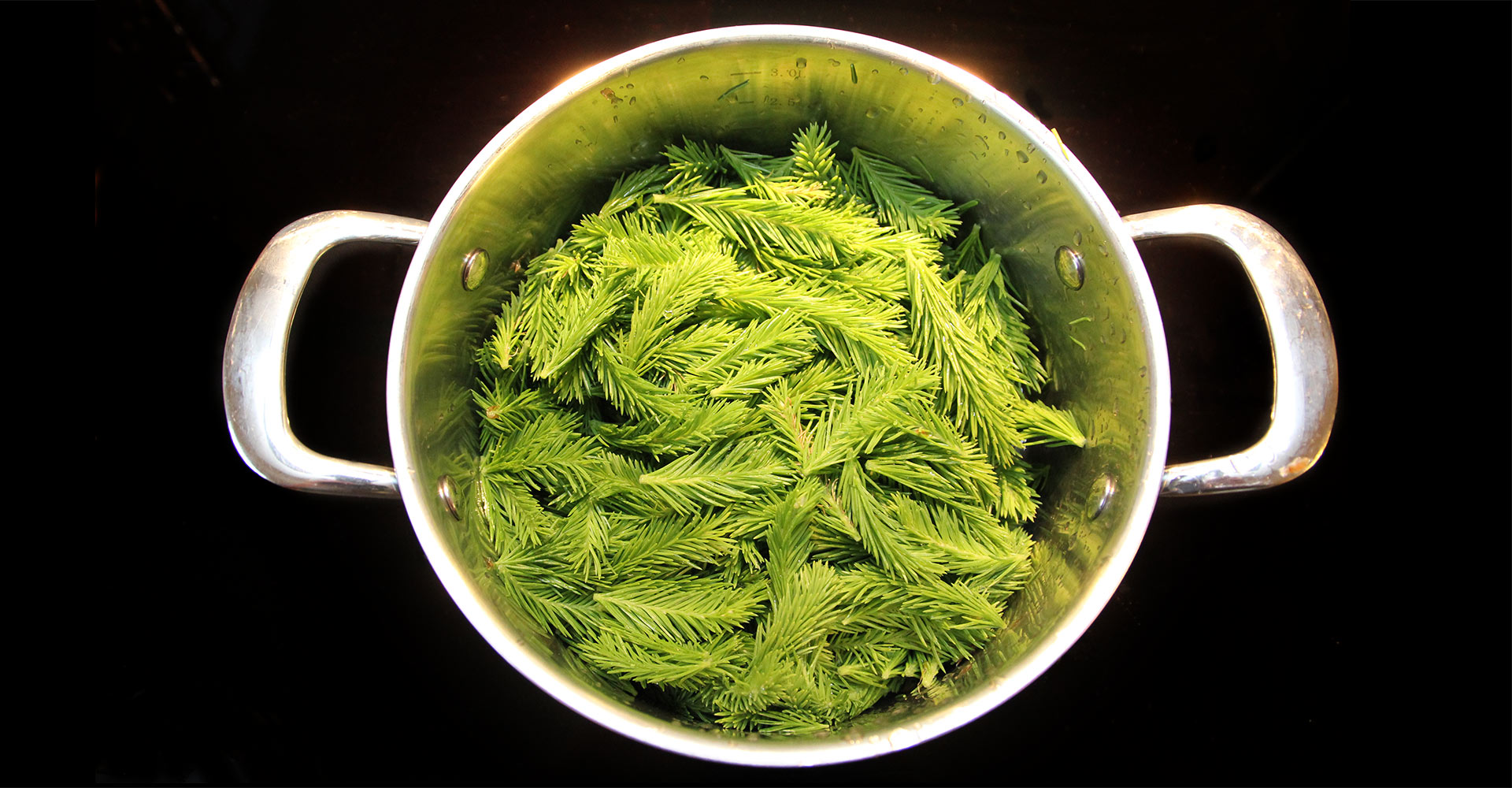 A picture of a kettle of spruce tips on a black background